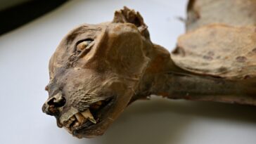shocked-scientists-discover-mummified-cheetahs-in-saudi-caves-in-scene-out-of-horror-movie