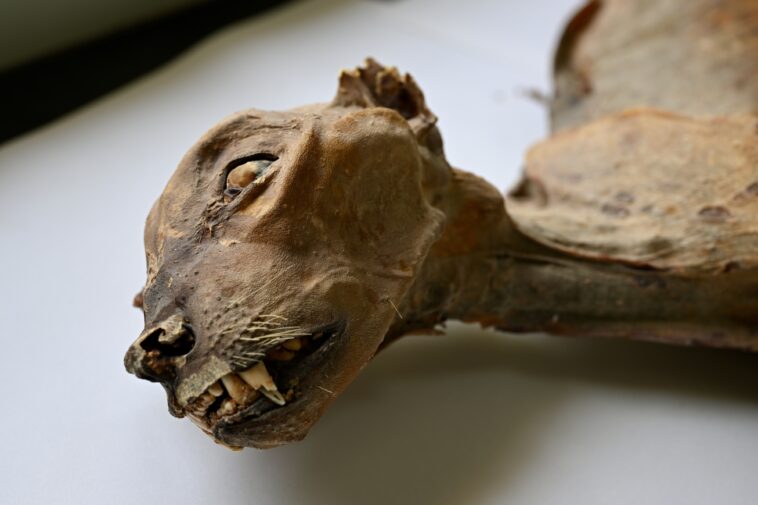 shocked-scientists-discover-mummified-cheetahs-in-saudi-caves-in-scene-out-of-horror-movie