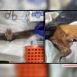 did-we-learn-nothing?-nih-funds-wuhan-style-bat-lab-at-colorado-state-university