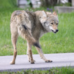 small-dog-dragged-into-woods-by-‘aggressive’-coyote-in-wealthy-nj-enclave