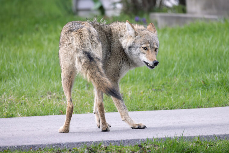 small-dog-dragged-into-woods-by-‘aggressive’-coyote-in-wealthy-nj-enclave