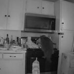 cat-caught-on-camera-starting-dangerous-kitchen-fire-after-jumping-on-stove-and-turning-on-burner