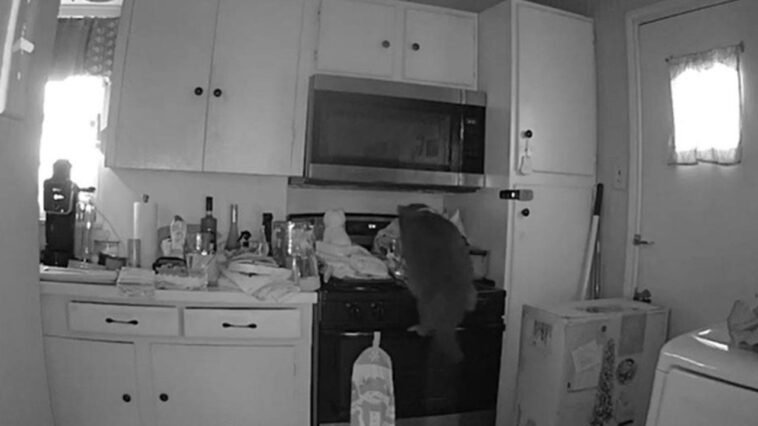 cat-caught-on-camera-starting-dangerous-kitchen-fire-after-jumping-on-stove-and-turning-on-burner