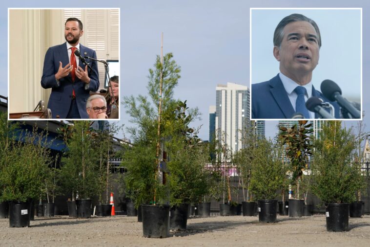 san-francisco-legislator-ignores-crime,-asks-for-state-investigation-into-trees