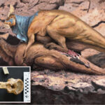 dino-mate!-dinosaur-hookups-were-literally-bone-crushing:-study