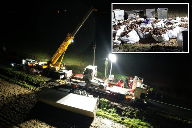 irish-town-‘shell-shocked’-after-thousands-of-live-crustaceans-spill-from-overturned-truck