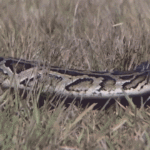 woman-wakes-up-with-8-foot-python-coiled-on-her-chest-while-sleeping:-‘don’t-move’