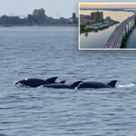 long-island-sound’s-‘dead-zones’-hit-historic-low-—-which-could-mean-a-surge-in-wildlife