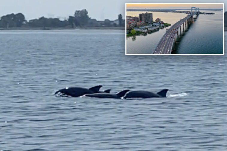 long-island-sound’s-‘dead-zones’-hit-historic-low-—-which-could-mean-a-surge-in-wildlife