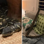 stunned-woman-wakes-up-to-find-8-foot-python-on-her-chest-after-it-snuck-in-through-bedroom-window:-‘baby,-don’t-move’