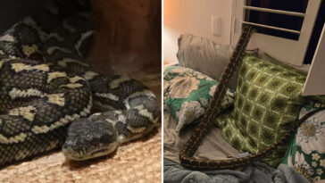 stunned-woman-wakes-up-to-find-8-foot-python-on-her-chest-after-it-snuck-in-through-bedroom-window:-‘baby,-don’t-move’