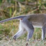 st.-louis-calls-off-search-for-band-of-monkeys-allegedly-accompanied-by-a-goat-after-ai-images-flood-social-media