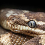 ‘don’t-move’:-australian-woman-awakens-to-find-8-foot-python-coiled-on-her-chest