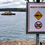 australian-boy-fighting-for-life-after-shark-attack,-rescued-by-friends-in-sydney-harbor-waters
