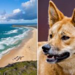 police-probe-if-dead-backpacker-was-‘attacked’-by-dingoes-in-mystery-australia-death