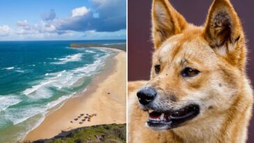 police-probe-if-dead-backpacker-was-‘attacked’-by-dingoes-in-mystery-australia-death
