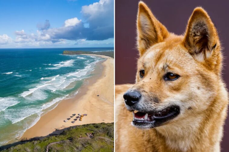 police-probe-if-dead-backpacker-was-‘attacked’-by-dingoes-in-mystery-australia-death