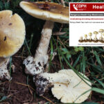 death-cap-mushroom-outbreak-sickens-at-least-35-across-california-—-including-toddler-—-with-3-killed