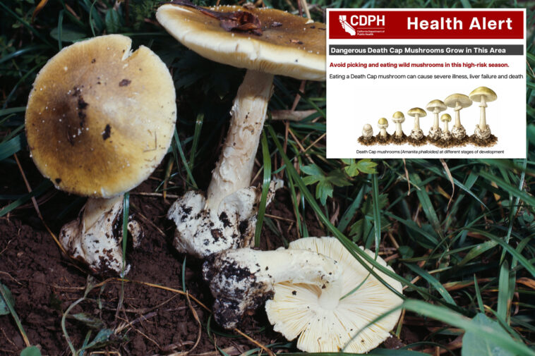 death-cap-mushroom-outbreak-sickens-at-least-35-across-california-—-including-toddler-—-with-3-killed