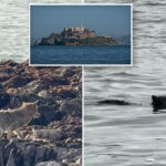 wayward-coyote-stuns-tourists-by-paddling-ashore-at-alcatraz:-‘this-is-impressive’