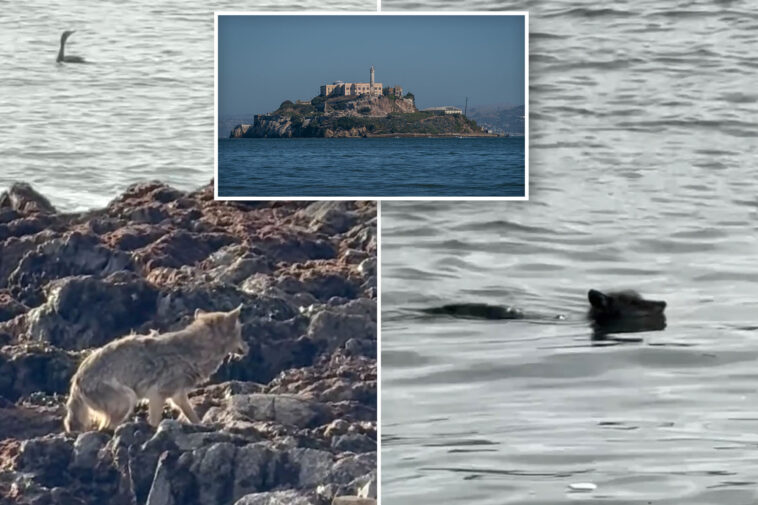 wayward-coyote-stuns-tourists-by-paddling-ashore-at-alcatraz:-‘this-is-impressive’