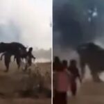 rogue-elephant-kills-nearly-two-dozen-people-in-10-day-rampage-through-eastern-india