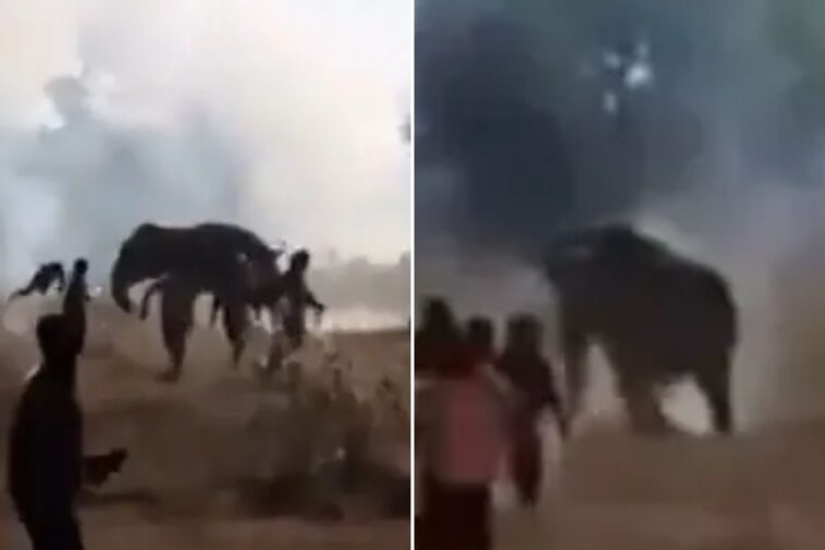 rogue-elephant-kills-nearly-two-dozen-people-in-10-day-rampage-through-eastern-india