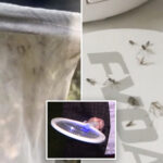massive-mosquito-infestation-invades-la-neighborhood-for-months:-‘it’s-a-nightmare’