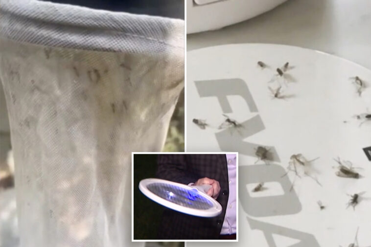 massive-mosquito-infestation-invades-la-neighborhood-for-months:-‘it’s-a-nightmare’