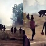 horror:-wild-elephant-kills-two-dozen-people-in-a-10-day-rampage-across-eastern-india-(video)