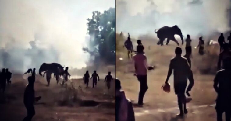 horror:-wild-elephant-kills-two-dozen-people-in-a-10-day-rampage-across-eastern-india-(video)