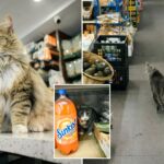 nyc-bodega-cats-get-a-whisker-closer-to-being-legal:-‘embody-the-new-york-spirit’