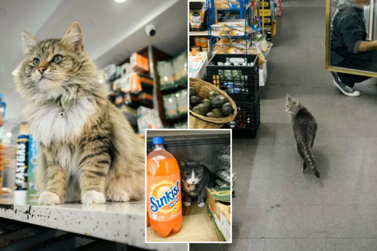 nyc-bodega-cats-get-a-whisker-closer-to-being-legal:-‘embody-the-new-york-spirit’