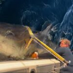 massive-great-white-shark-returns-to-florida-waters-after-epic-year-long-atlantic-journey