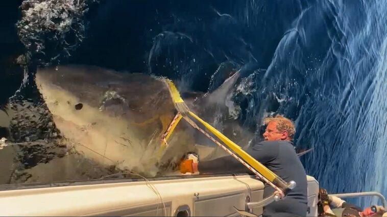 massive-great-white-shark-returns-to-florida-waters-after-epic-year-long-atlantic-journey