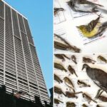 record-number-of-birds-killed-in-nyc-skyscraper-strikes-for-second-year-in-a-row