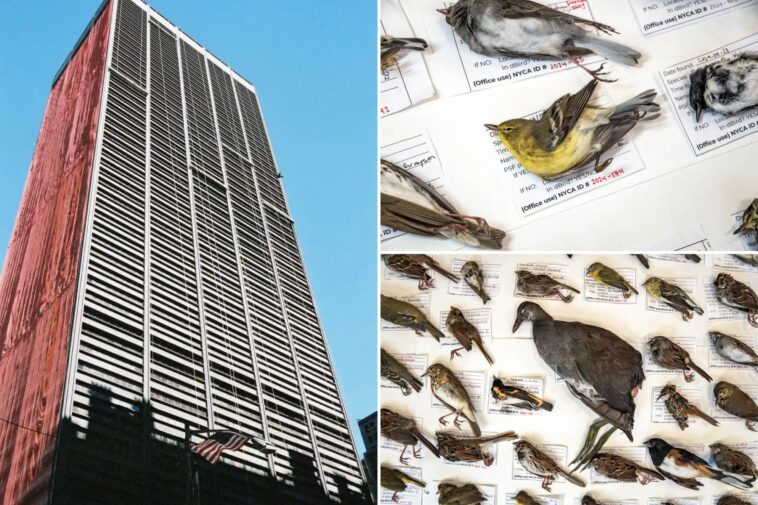 record-number-of-birds-killed-in-nyc-skyscraper-strikes-for-second-year-in-a-row