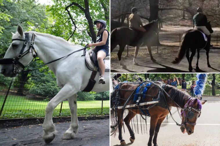 horseback-riding-coming-back-to-central-park-—-even-as-activists-work-to-get-carriage-rides-banned