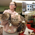 100-cats-rescued-from-breeder’s-‘deplorable’-urine-drenched-long-island-home