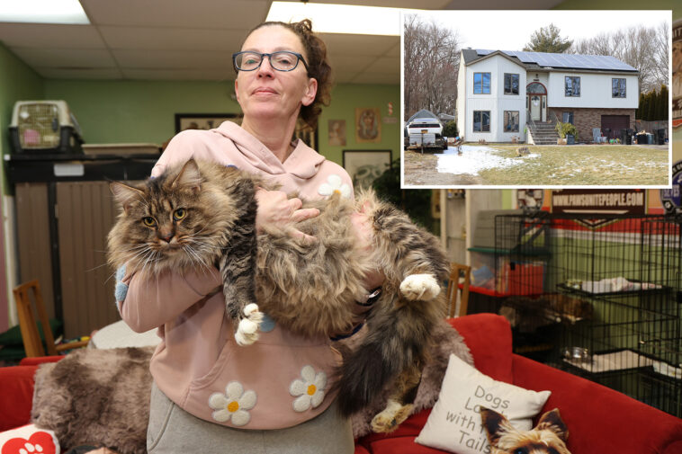 100-cats-rescued-from-breeder’s-‘deplorable’-urine-drenched-long-island-home