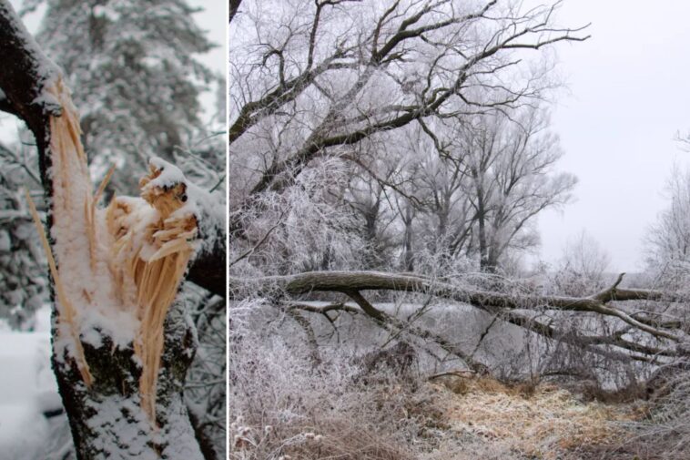 meteorologists-warn-of-‘exploding-trees’-as-brutal-cold-snap-expected-to-usher-in-subzero-temps