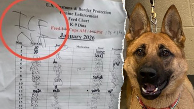 federal-officials-say-anti-ice-agitators-‘going-after-the-dogs’-after-minneapolis-kennel-incident