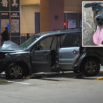 dog-rescued-from-texas-‘corridor-of-cruelty’-returns-to-shelter-after-owner-gunned-down-in-case-of-mistaken-identity