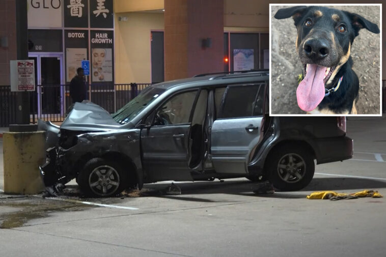 dog-rescued-from-texas-‘corridor-of-cruelty’-returns-to-shelter-after-owner-gunned-down-in-case-of-mistaken-identity