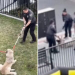 video-of-animal-rescuers-dragging-dog-out-of-california-apartment-complex-has-activists-in-a-froth