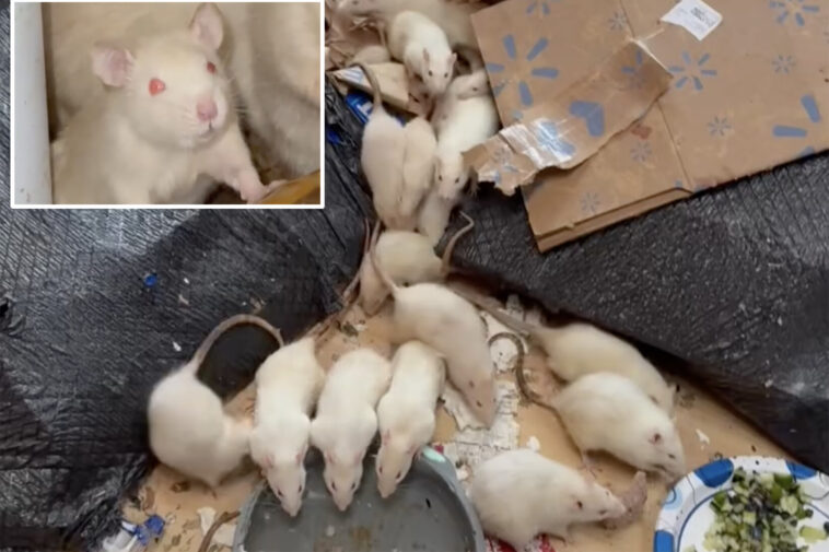 hundreds-of-pet-rats-discovered-in-condemned-long-island-home-as-volunteers-scramble-to-find-new-homes-for-rodents