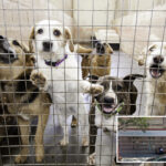 nyc-shelters-seeking-‘blizzard-buddies’-for-their-dogs-ahead-of-snowstorm-—-over-1,500-people-responded