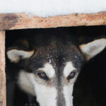‘not-just-a-human-emergency’:-animal-protection-group-warns-pets,-livestock-at-risk-amid-historic-winter-storm