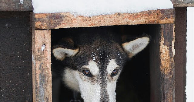 ‘not-just-a-human-emergency’:-animal-protection-group-warns-pets,-livestock-at-risk-amid-historic-winter-storm