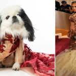 nyc-dogs-recreate-celeb-looks-from-the-golden-globes-red-carpet-at-first-ever-‘golden-paws’
